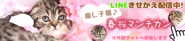 癒し子猫♪春桜マンチカン